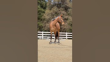 Check the pinned comment #horsemanship #positivereinforcement #horsetraining