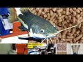 HOW TO FEED YOUR FISH WITH SINKING FEED WITHOUT POLLUTING FISH TANK WATER