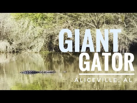 GIANT Gator! Tombigbee River in Aliceville, AL.