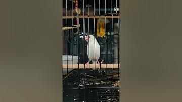 Java Sparrow singing