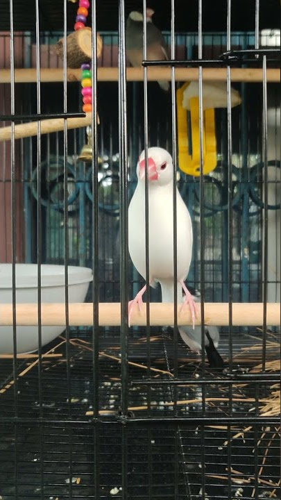 Java Sparrow singing