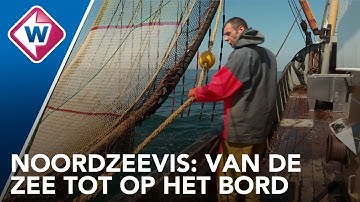 Noordzeevis: van de zee tot op het bord
