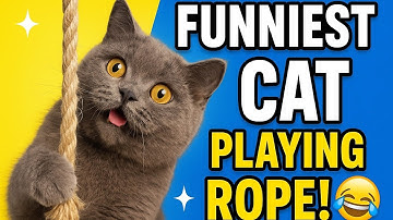 Hilarious Cat Playing with Rope | Funniest Kitty Moments You’ll Ever See! 🐱🤣