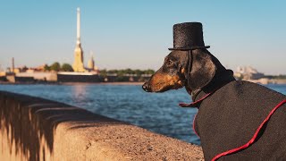 Hello again, Saint Petersburg! by Doxie Family 8,596 views 2 years ago 33 minutes