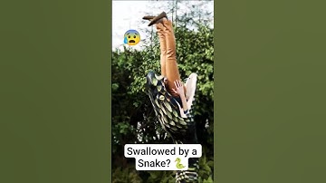 Door een slang opgeslokt? 🐍