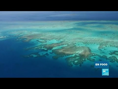 Vídeo: La Ciencia Podría Salvar La Gran Barrera De Coral De Estados Unidos