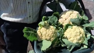 Castle Hill Garden          Harvested the last winter cauliflowers