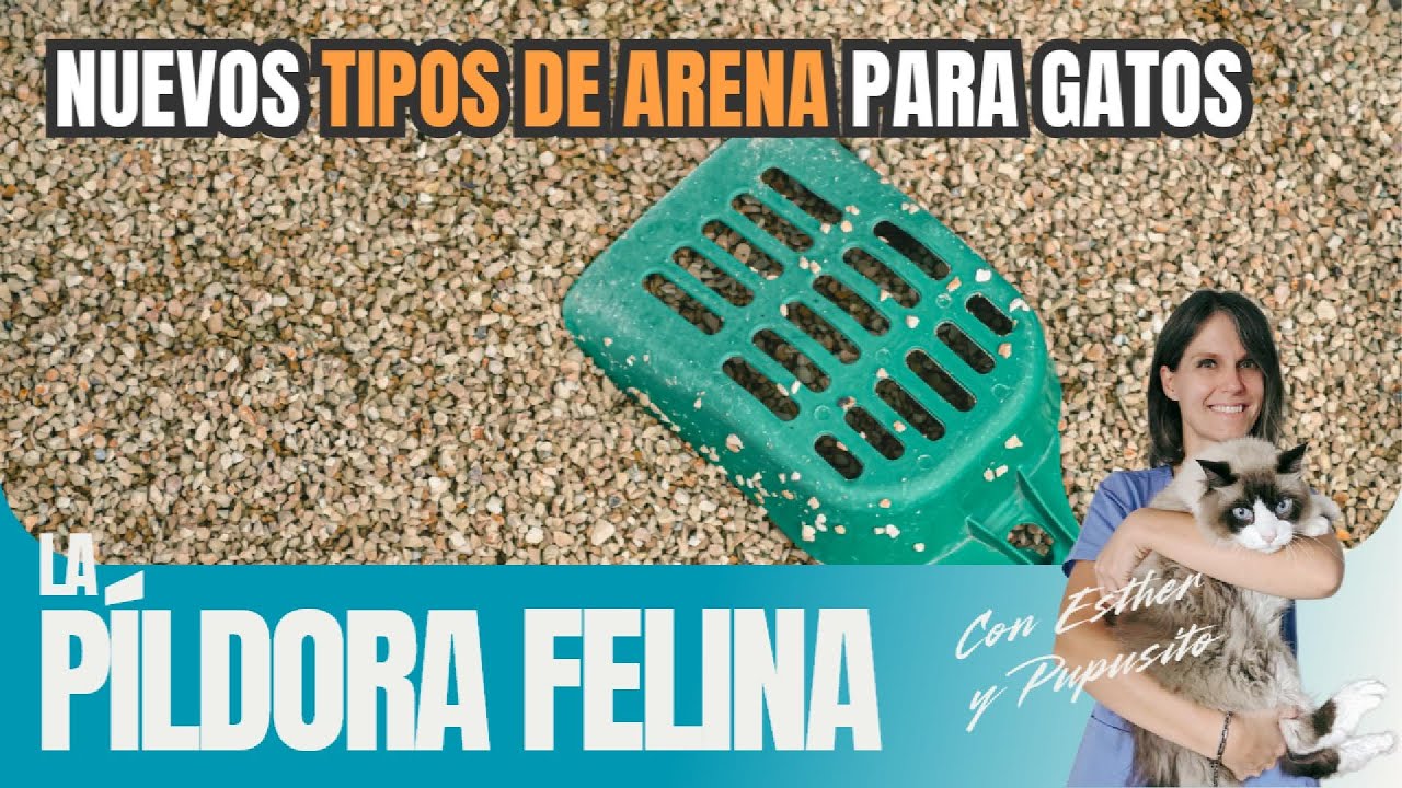 597  Nuevos TIPOS DE ARENA para gatos
