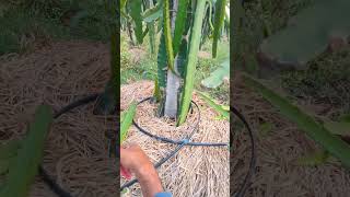 Dragon Fruit Farming Pruning