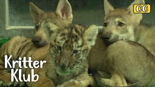 Baby Tiger Gets Bullied In Kindergarten For Predators! l Kritter Klub