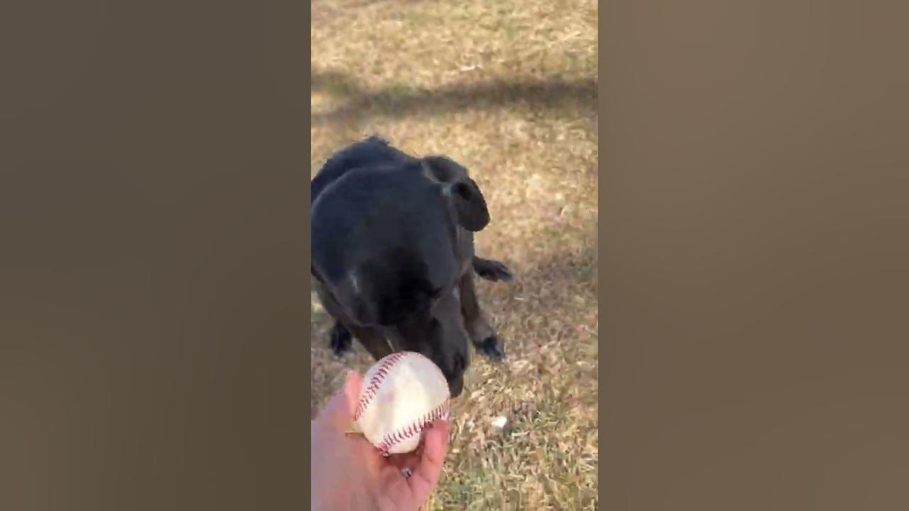 What's SAFEST Flea & Tick Collar for Dogs and Cats? Waggie! YouTube