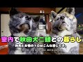 【大型犬】室内で秋田犬二頭との暮らし。秋馬とお菊の１日はだいたいこんな感じ…？【akita dog】