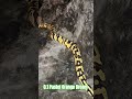 0.1 Pastel Orange Dream #pastel #orange #dream #shortvideo #shorts #short #shortsvideo #snake #pets
