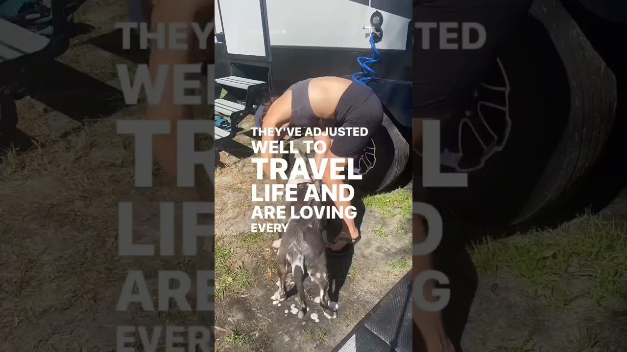 FULL TIME TRAVEL DOGS 