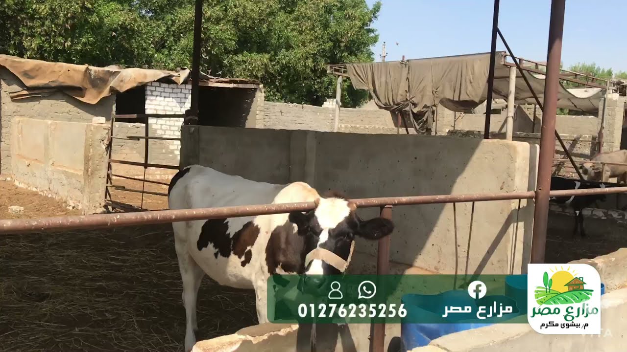 مزرعة نموذجية متكاملة ٧٥ فدان  | مواشي و اغنام | دواجن | ابراج حمام | فيلا ممتازة | محطة تحلية مياه
