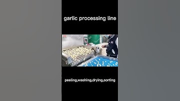 Garlic Processing Line With Garlic Peeling Washing And Sorting Machine