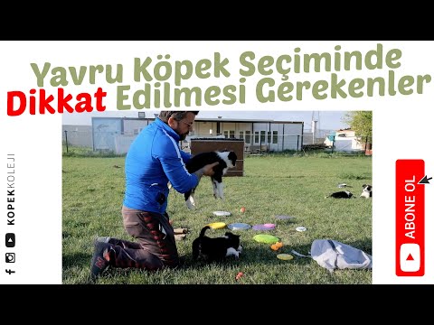 Video: Yavru Köpek 101: Ne Dikkat Edilmeli