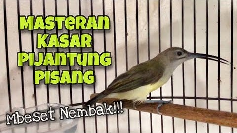 Masteran Kasar‼️Burung Pijantung Pisang Gacor Mbeset Nyerecet Nembak Durasi Panjang | Kicau Tembak