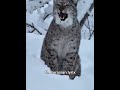 unbelievable scariest animals sounds😱 #viralvideo #birds #animals #nature