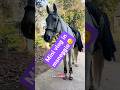 Back! #equestrianlife #horse #cavallo #equestrian #equitazione #horseriding #cavalli #dailyvlog
