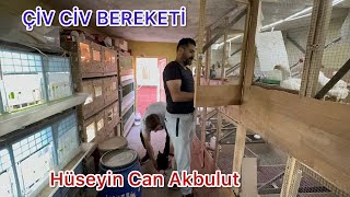 EFSANE TAVUK IRKLARI CİVCİV ÇIKIMI VE YETİŞTİRİCİLİĞİ