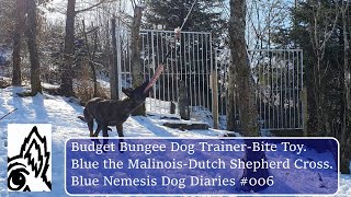 Budget Bungee Dog Trainer/Bite Toy. Blue the Malinois-Dutch Shepherd X Blue Nemesis Dog Diaries #7