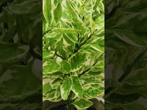วีดีโอ: Care of Devil's Backbone Houseplant - Tips For Growing Pedilanthus Indoors