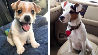 Cute & Funny Jack Russell Puppies Videos That Are IMPOSSIBLE Not To Aww At  | Cute Puppies