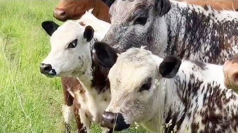 Real cow moo mooing sound and video/Remix of Animal sounds/#cow #cowvideos #sapi #cebu #india #inek