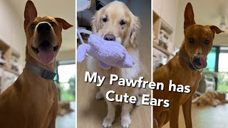 My Dog Has A Play Date With Special Friend - Cute Ears