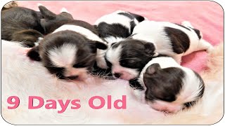 Reba's Shih Tzu Puppies  9 Days Old