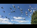 Birds Flying in The Sky     Non Copyright Video Clip