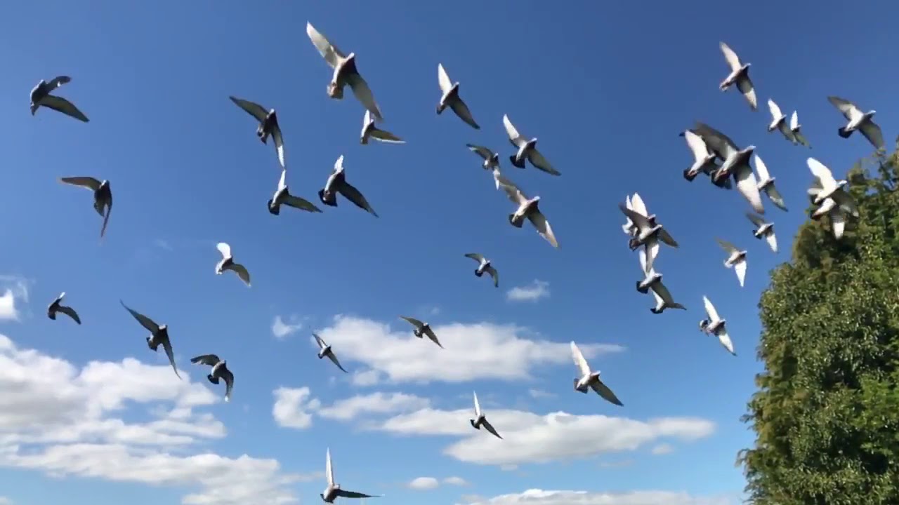 Birds Flying in The Sky Non Copyright Video Clip - YouTube
