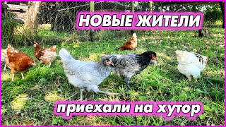 Попытка №2 - курочки. Молодые красивые девушки приехали на хутор!