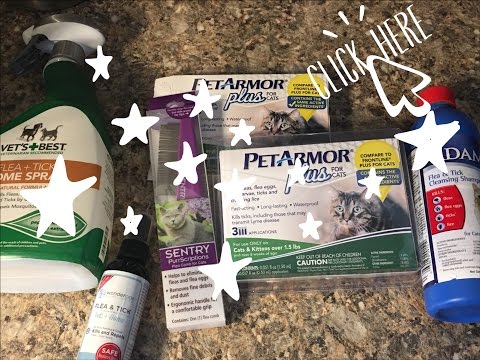 my-favorite-affordable-cat-flea-prevention-products