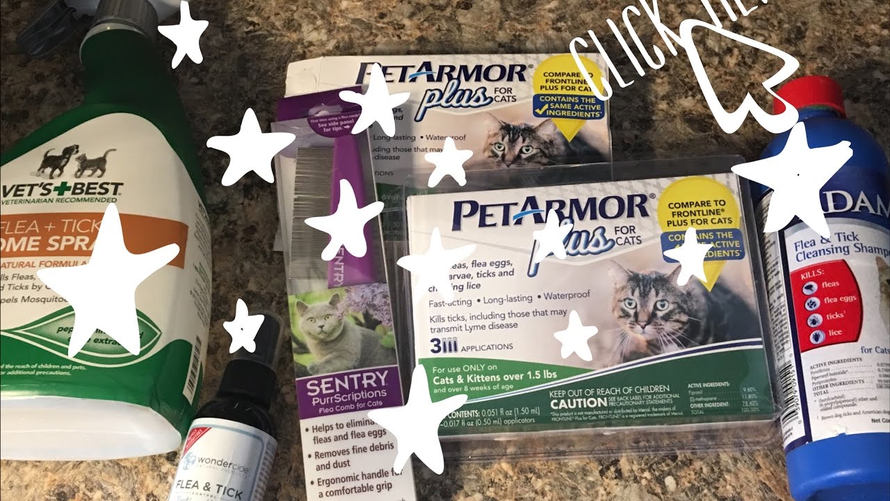 My Favorite Affordable Cat Flea Prevention Products - YouTube