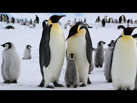 Video: Planet Earth 2: N Perävaunu Koputtaa Sukat Pois - Matador Network