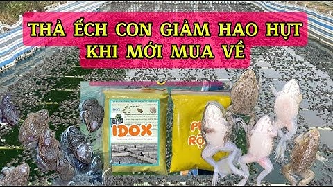 Cách thả ếch con giảm hao hụt, hạn chế chết khi mới mua về
