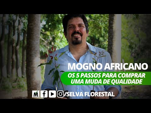 Vídeo: Informações sobre a árvore de mogno: Saiba mais sobre os fatos e usos da árvore de mogno