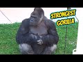 Strongest Japanese Gorilla Ever - Giant Gorilla with Big Musculs