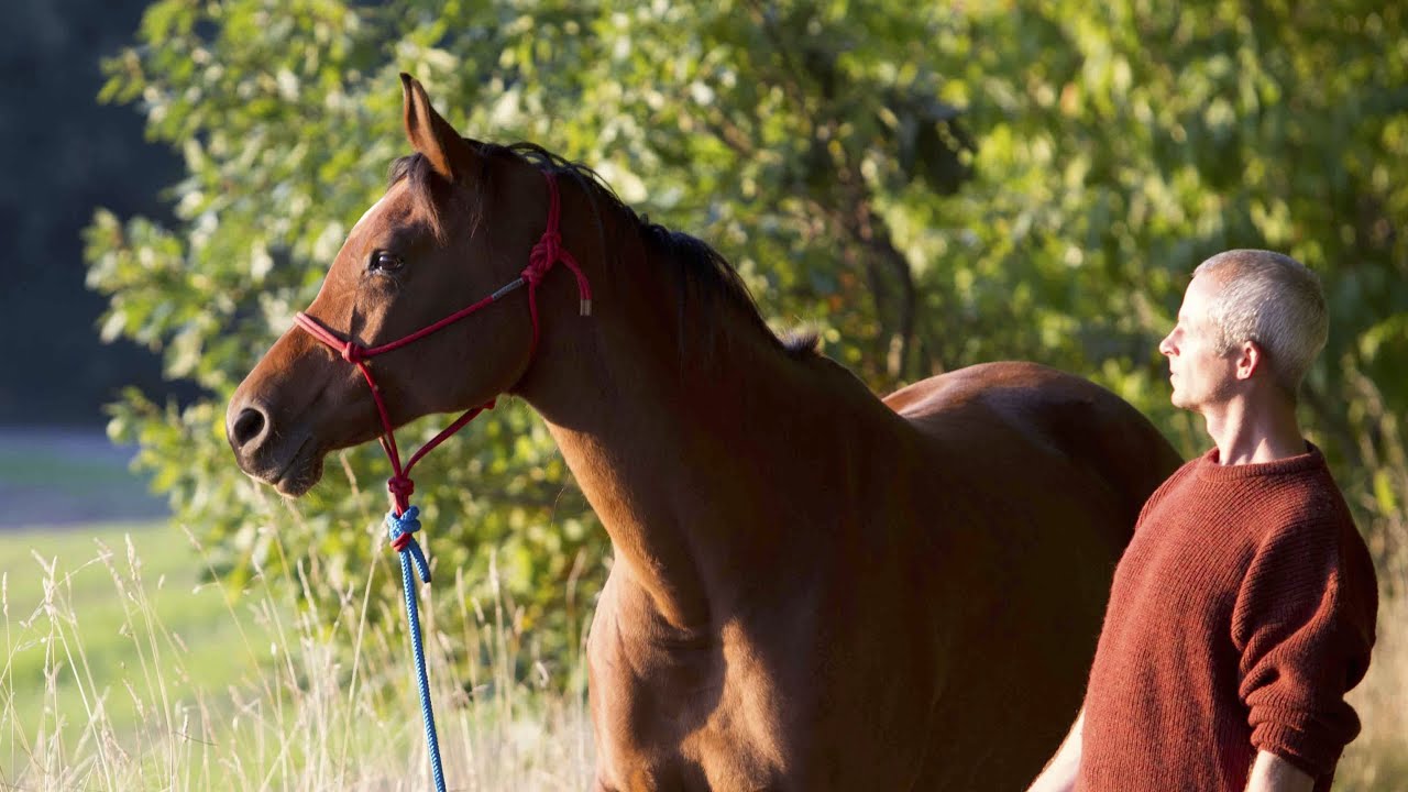 5 Mythen über Pferde, die völlig falsch sind.