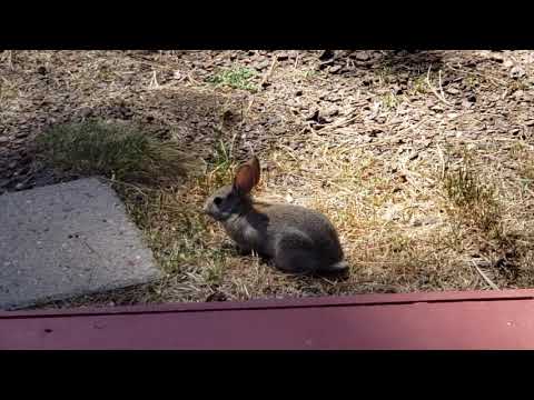 Stealthy Rabbit Stealth Rabbit - YouTube