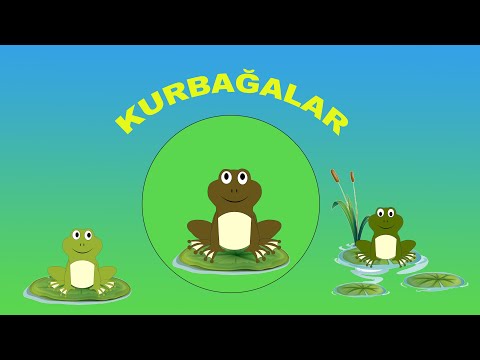 Video: Neden Köpekler Kakada Dolaşıyor?