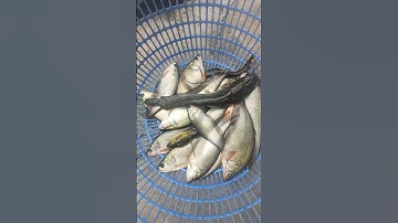 Trời mưa Cá  thác lác vô ruộng