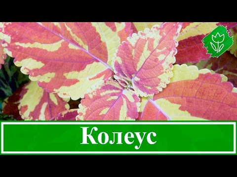 Цветок колеус – уход в домашних условиях; выращивание колеуса из семян