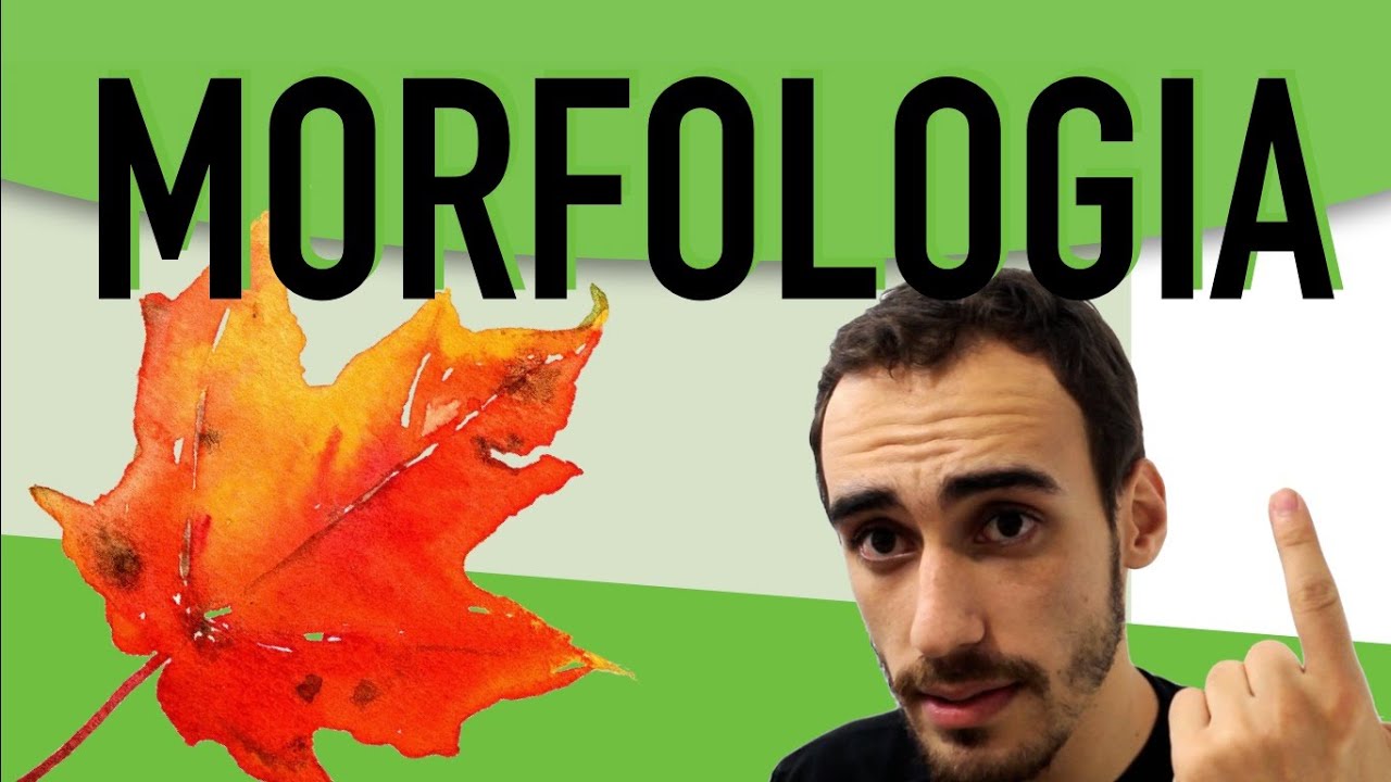 Botânica - Morfologia Externa de Raízes, Caules e Folhas