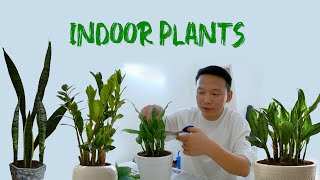 THE INDOOR PLANTS