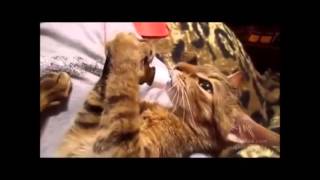 Кошка,улыбнись смешно 3 тв Кошка,улыбнись смешно 3 тв