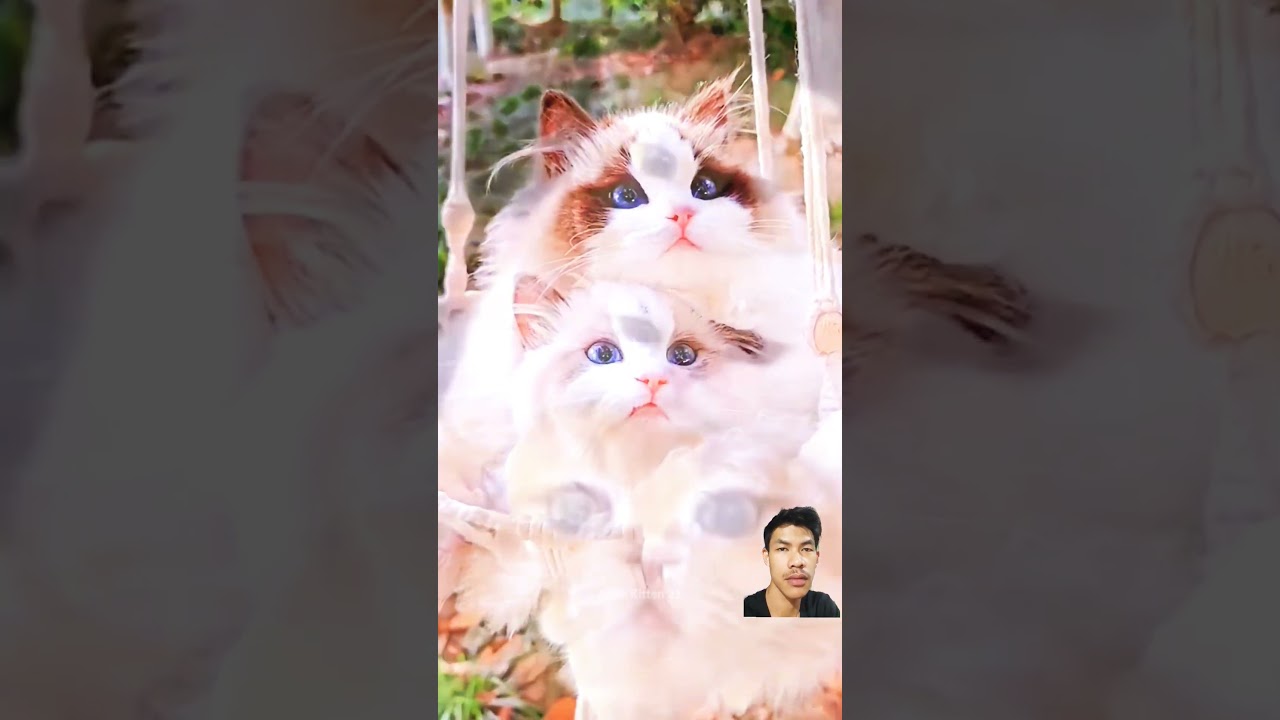 Kicing aja romantis weeey#kucingromantis #cat #cute #kucingoren #fyp