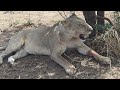 Safari Mikumi In Tanzania Best CHRISTMAS Ever Safari Mikumi In Tanzania Best CHRISTMAS Ever